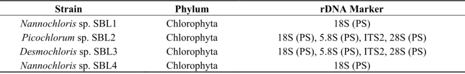 Table 1. Obtained strains, corresponding phylum and the rDNA marker used for  identification of cultures acquired by FACS