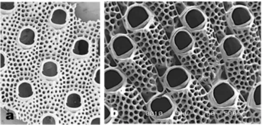 Figure 1.11 A scanning electron microscope image of a. Cryptosula pallasiana and b. Cryptosula zavjalovensis (Bock, 2009)