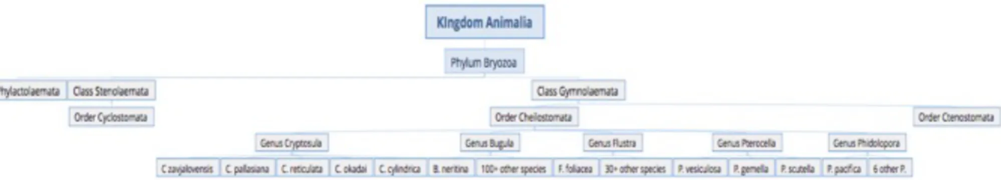 Figure 1.12 Taxonomy of the bryozoan species: Bugula neritina, Flustra foliacea, Pterocella vesiculosa, Phidolopora pacifica, and Cryptosula zavjalovensis.