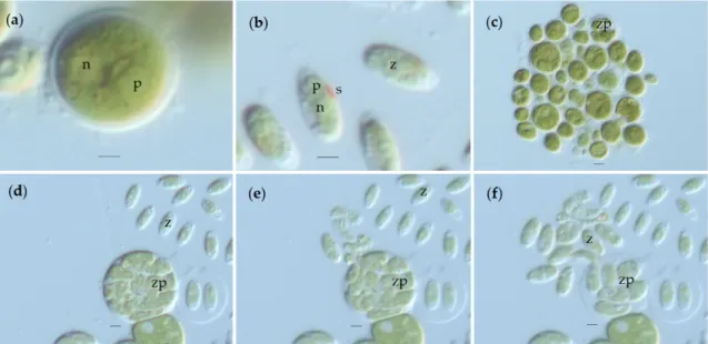Figure 2. Microscopic images of Chlorococcum amblystomatis life stages using the differential  interference contrast (DIC): (a) vegetative cell; (b) zoospore; (c) group of cells with indefinite form; 