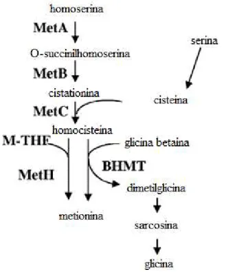 Figura 2: Sintese de metionina em Sinorhizobium meliloti. Enzimas envolvidas: MetA, homoserina O- O-succiniltransferase;  MetB,  cistationina  gamasintase;  MetC,  cistationina  beta-liase;  MetH,   5-metiltetrahidrofolato-  homocisteina  metiltransferase;