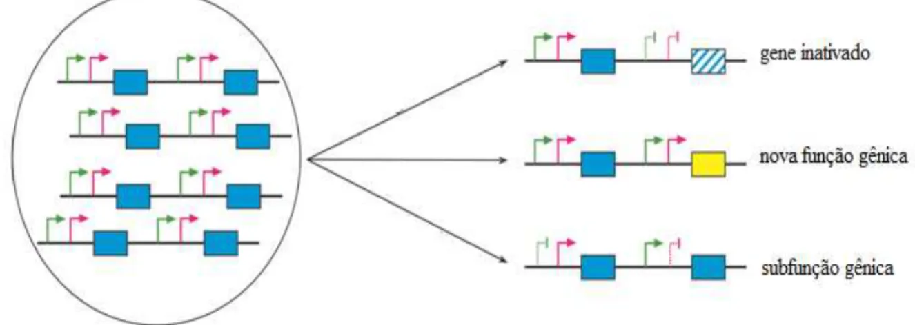 Figura  8:  Possibilidades  para  um  gene  duplicado  e  fixado  em  um  genoma.  Modificado  de  Hurles,  2004