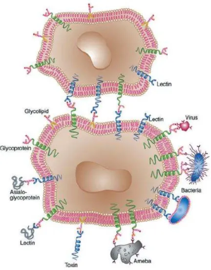 Figura  2  –   Interações  entre  lectinas  e  carboidratos  ou  glicoproteínas de superfície celular