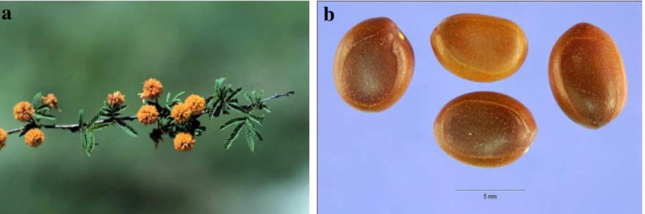 Figura  6  –  a)  Partes  vegetativas  da  A.  farnesiana.  b)  Detalhe  das  sementes