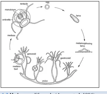 Figure 1.3 Hydrozoan life cycle (Aerne et al. 1996). 