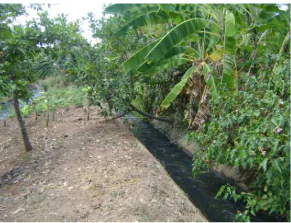 Figura 21  –  Cultivo irrigado de banana localizado no Distrito São Gonçalo/Sousa-PB. 