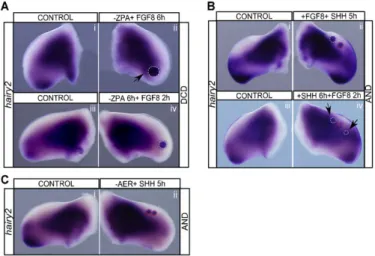 Fig. 4. Limb hairy2 expression requires cooperative AER/FGF and ZPA/