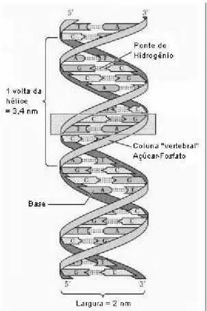 Figura 2.1 – Representação do DNA [Sfi06] 