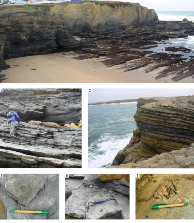 Figure  1.6.  Peniche  section:  panoramic  view  of  the  Toarcian  part/Cabo  Carvoeiro  Formation (a); aspect during the sampling of the CC2 member (b); view of part of the  Pliensbachian  strata  (c);  ammonoide  within  the  CC1  member/Dactylioceras 