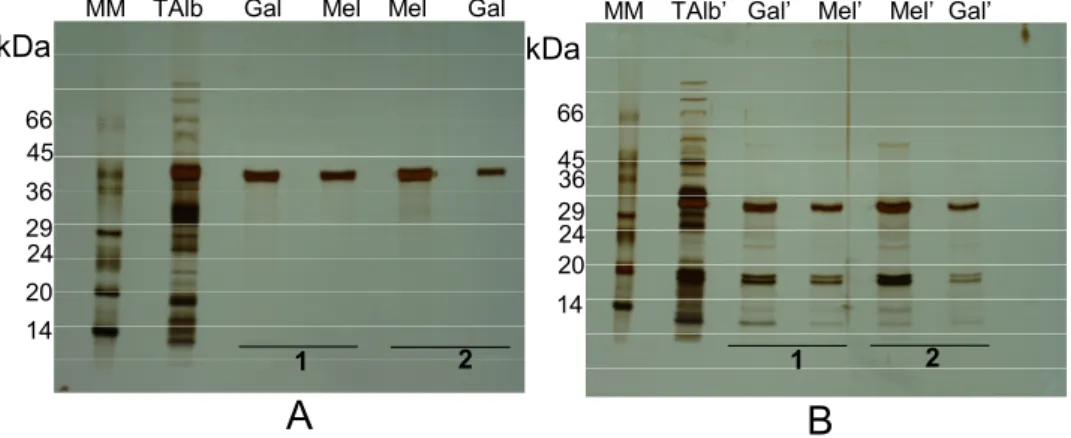 Figure 2. Electrophoretic profile of the galactose-eluted 42 kDa subunit bound to  erythrocyte membranes, performed under non-reducing (A, NR-SDS-PAGE) and reducing  conditions (B, R-SDS-PAGE)