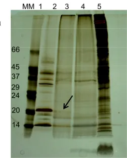 Figure 4. NR-SDS-PAGE electrophoretic profile of Blad elution with 0.4 M galactose   (lane 2) from erythrocyte membranes, and comparison with the pure Blad-containing  oligomer (lane 1)
