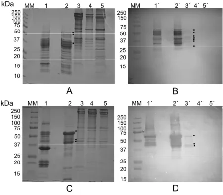 Figure 5. (A) Electrophoretic profile (R-SDS-PAGE) of total globulins from Lupinus albus  seeds (lane 1) versus purified β-conglutin (lane 2)