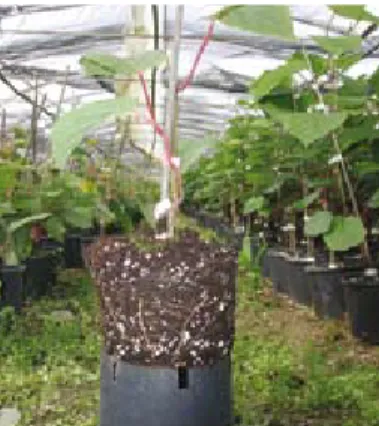 Figura 5.1. Planta de actinídea em viveiro, pronta para transplante.