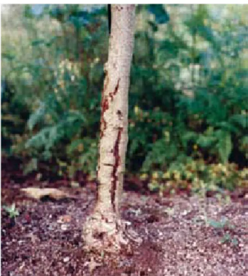Figura 6.3. Efeito da geada outonal em jovens plantas de actinídea cv’Hayward’, causando lesões no tronco.