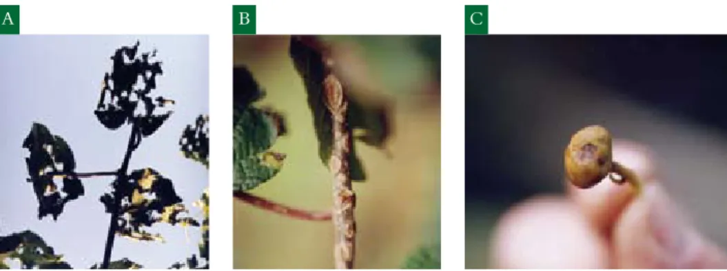 Figura 6.6. Estragos causados por granizo nas folhas de actinídea cv. ‘Hayward’ (A), feridas nos ramos  (B) e nos frutos (C).