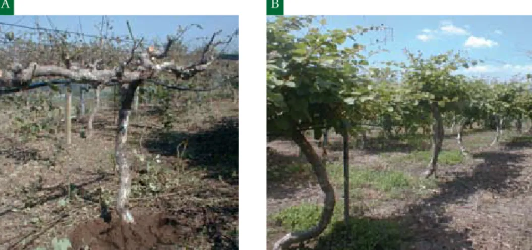 Figura 6.8. Poda das plantas de actinídea fortemente atingidas pelo granizo (A) e as mesmas plantas  2 meses depois (B).