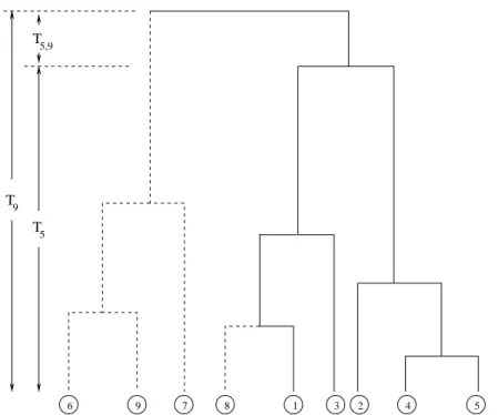 Figure 5.2. A sample path of the bivariate coalescent for a population of size m = 9 and a sample of size n = 5