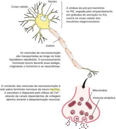Figura 3 - Síntese e processamento de ocitocina e ADH (adaptado de Raff e Levitzky, 2011) 
