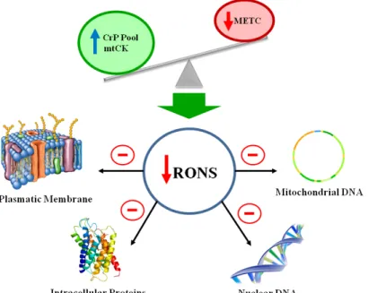 Figure 3 – Possible mechanisms for creatine sup- sup-plementation exerting antioxidant effect
