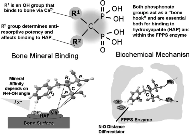 FIGURA 1: Os domínios funcionais dentro da estrutura dos bifosfonatos e o modo como estes  influenciam a ligação dos seus fosfonatos à hidroxiapatite (HAP) e à enzima farnesil pirofosfato  sintetase (FPPS) (25) 