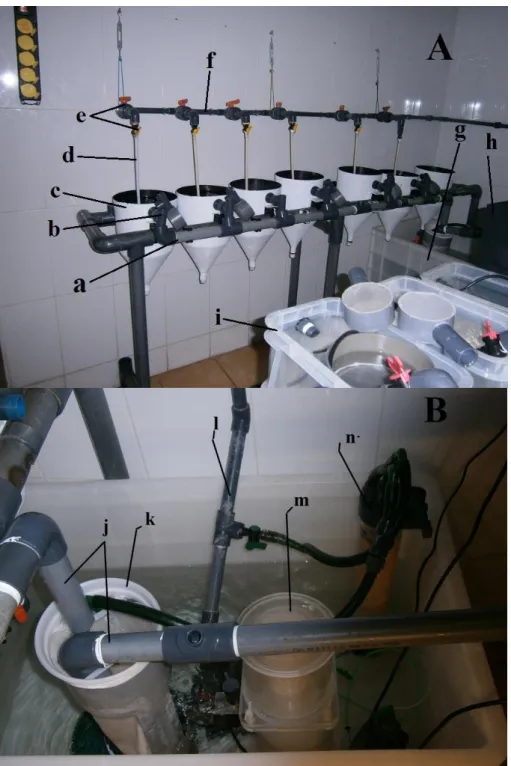 Figure 2.1:A:Schemefrom larval system of M. sculptus. a- discharging tube (outflow); b- outflow; c- tank; d- inflow  pipe  (6  mm); e-  water  flow  control  faucets; f-  inflow  tube  (25  mm); g-  sump;  h-cubic  tank  i- settlement  table;B: Scheme from