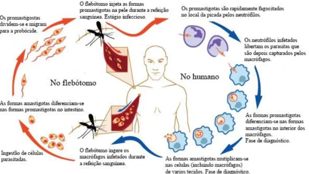 Figura  1.  Ciclo  biológico  de  Leishmania  sp.  (adaptação  a  partir  de  informação  disponibilizada pelo Instituto Nacional de Alergia e Doenças Infeciosas - INADI) 3