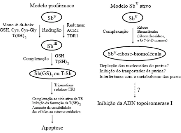 Figura  4.  Representação  esquemática  dos  dois  modelos  principais  propostos  para  o  mecanismo de ação dos derivados antimoniais pentavalentes contra a leishmaniose