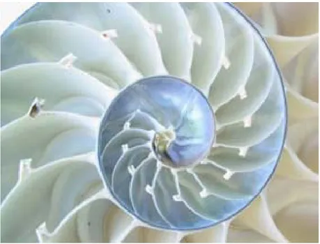 Figura 24 - Concha Nautilus 