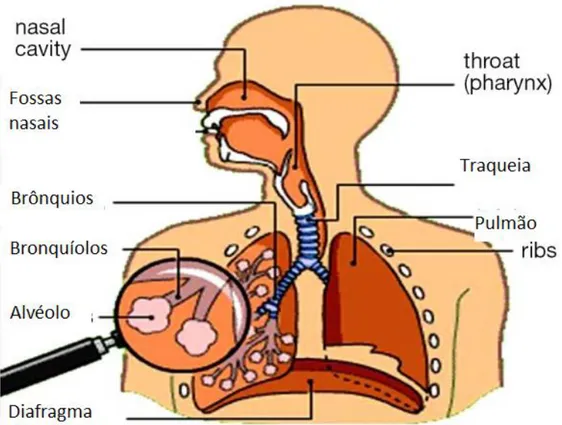 Figura 2-1- Esquema representando o sistema respiratório. Retirado de Charamlapidis,  2015