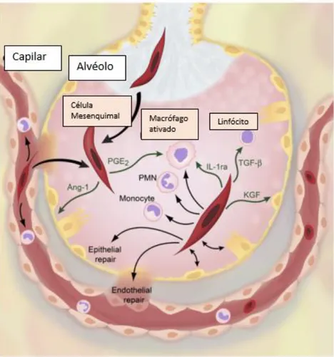 Figura  4-2-  Esquema  representando  os  efeitos  terapêuticos  das  MSCs.  Retirado  de  Matthay, 2010