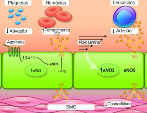 Figura 2.4 – Óxido nítrico derivado do endotélio. As células endoteliais produzem NO por  ação da eNOS em resposta a agonistas dos recetores celulares (e.g