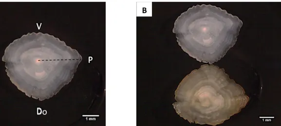 Fig. 2.3. (A) External surface of the right sagitta otolith of an individual of Trigla lyra  with  38.2 cm  TL