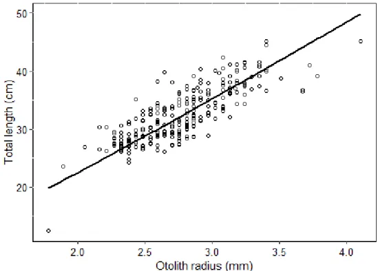 Fig. 3.6. Relationship between fish body length and otolith radius in Trigla lyra. 