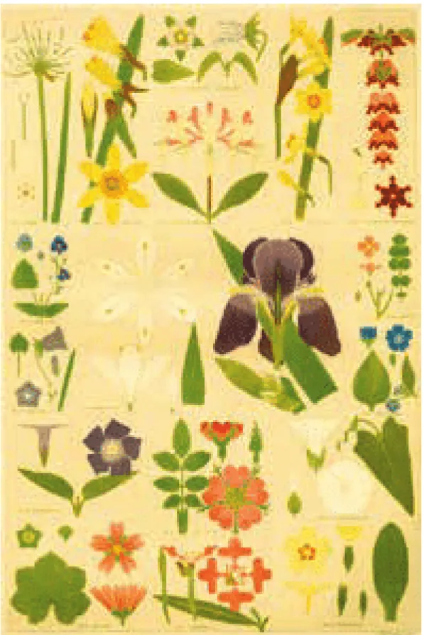 Fig. 4: Christopher Dresser: Leaves and flowers from nature. In: Owen Jones, Grammar of Ornament, London: Day, 1856, plate no