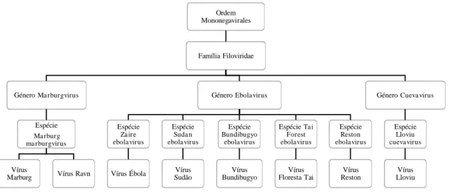 Figura 1 – Organização esquemática da família Filoviridae (Kuhn et al., 2010) 
