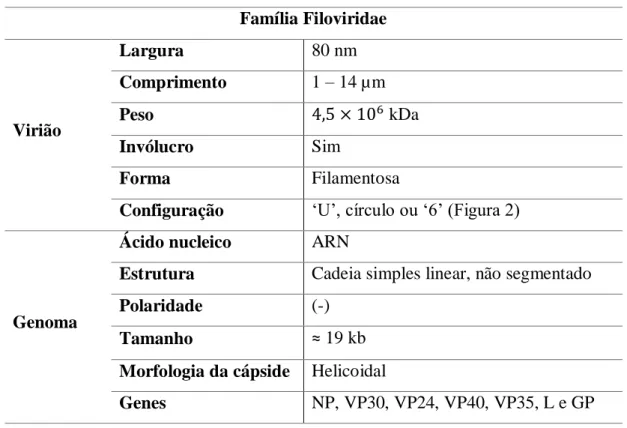 Tabela 1  –   Resumo  das  características  dos  vírus  da  família  Filoviridae  (H.  Feldmann,  Slenczka,  &amp; 