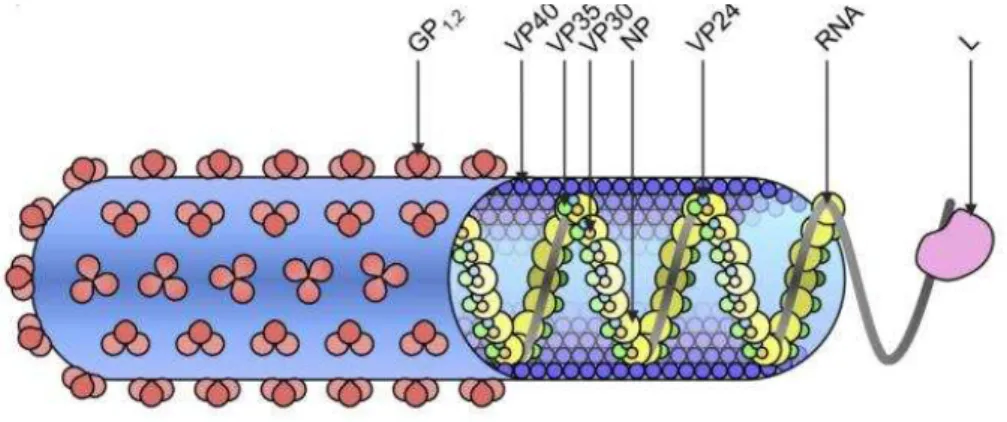 Figura 2  –  Representação gráfica da estrutura dos filovírus (adaptado de (Banadyga, Dolan, &amp; Ebihara,  2016)) Todos os vírus da família Filoviridae têm em comum a morfologia e a constituição proteica