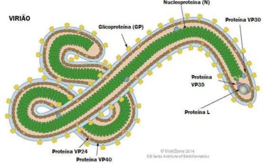 Figura  4  –  Organização  esquemática  do  virião  do  vírus  de  Marburg  (retirado  de  http://flipper.diff.org/app/items/6734) O virião do MARV  é constituído por sete proteínas estruturais: as  proteínas N, L, VP30 e VP35 que integram o complexo prote