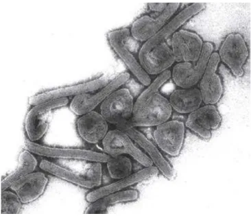 Figura  5  – Imagem  do  vírus  de  Marburg  por  microscopia  eletrónica  (retirado  de  https://publichealthwatch.wordpress.com/2014/10/07/man-dies-from-ebola-like-marburg-virus-in-uganda/)