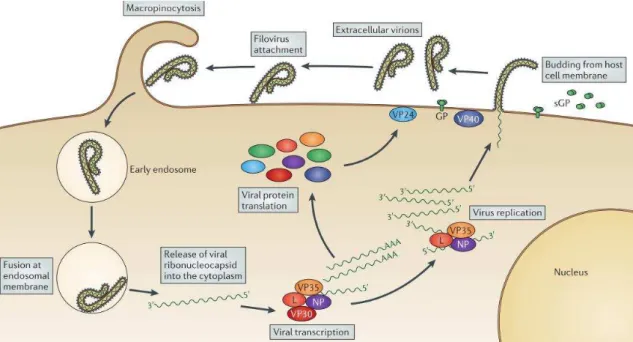 Figura 6  – Representação esquemática do ciclo de replicação do MARV  (adaptado de (Messaoudi et  al.,  2015))  O  processo  de replicação inicia-se  com  a ligação  da proteína  GP  do  MARV  à membrana  da  célula hospedeira e através de macropinocitose 