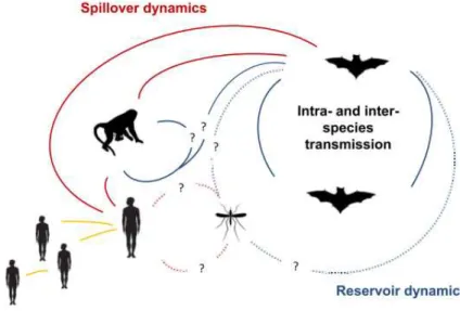 Figura 8  –  Esquema de transmissão do vírus de Marburg (adaptado de (Olival &amp; Hayman, 2014)) O  morcego é o reservatório animal do MARV e é a partir dele que se realiza o contágio de primatas e humanos,  através de um meio de contágio que ainda é desc