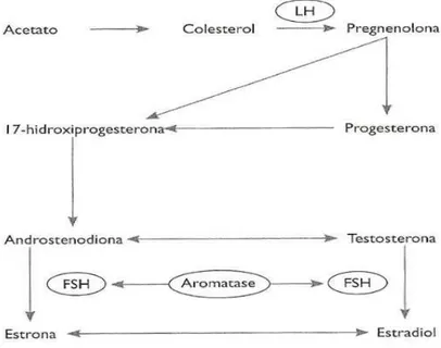 Figura 4 - Esquema da biossíntese dos esteroides ováricos. Adaptado de Guimarães, Moura &amp; Silva,  (2014) 