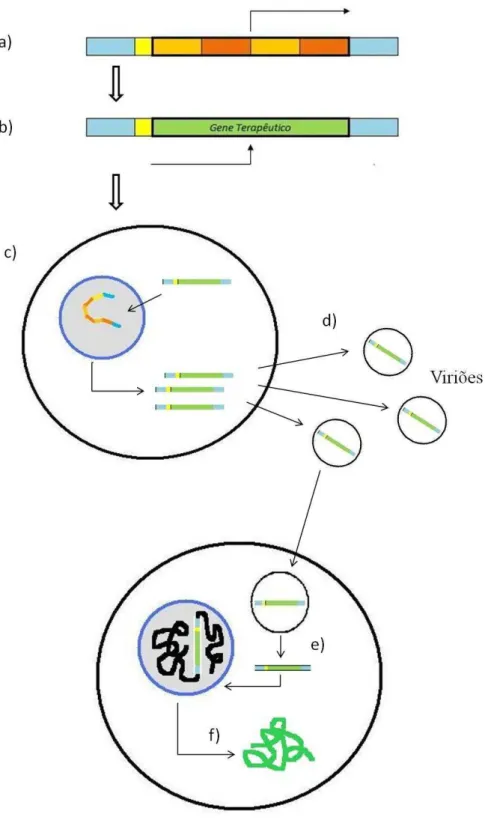 Figura 2. Esquema representativo do uso de vetores virais em terapia génica. (a) Os genes patogénicos do  vírus são removidos e (b) é adicionado o gene terapêutico