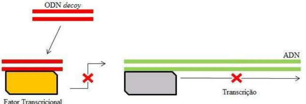 Figura 9. Estratégia ODN decoy na supressão da transcrição de genes 