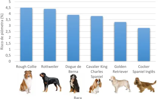 Gráfico 2 - Risco de piómetra nas principais raças de cães afectadas 00,511,522,533,544,55