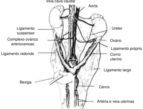 Figura 2 – Representação do aparelho urogenital feminino  (Fonte: http://eagaspar.com.br/mcguido/ovario_hist_.htm) 
