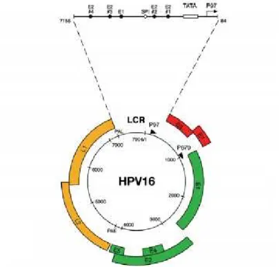 Figura  1  –  Representação  esquemática  do  genoma  do  vírus  HPV16  contendo  as  suas  três  regiões  funcionais