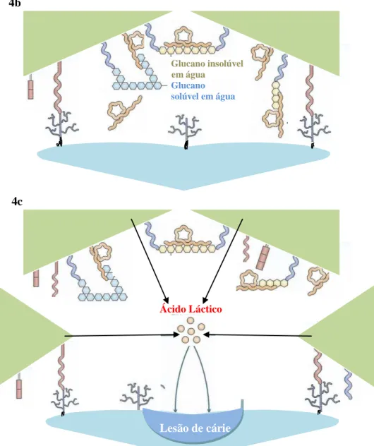 Figura 4  –  Fases da patogénese molecular da cárie dentária (4a  –  1ª fase; 4b  –  2ª fase; 4c  –  3ª fase)                     (Adaptado de Taubman &amp; Nash, 2006) 
