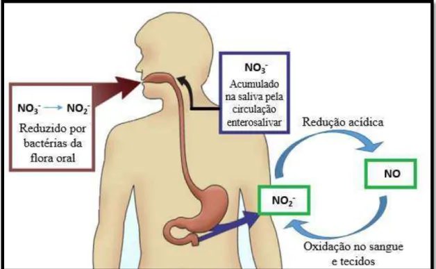 Figura 7 - Redução do nitrato salivar por bactérias da flora oral. Adaptado e traduzido de: (Kevil et  al., 2011) 