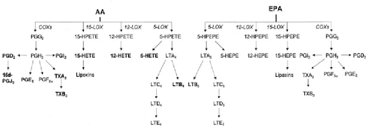 Figure 7. Eicosanoid synthesis via the AA and EPA. 